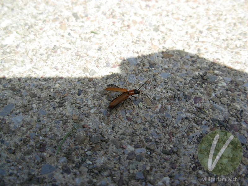 Weichkäfer (Cantharis quadripunctata): Übersicht